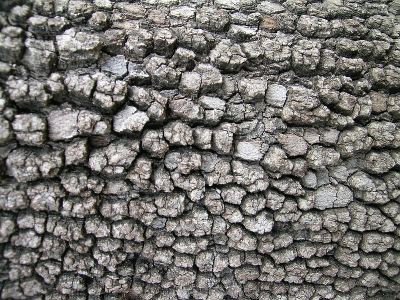 dscn8740.JPG